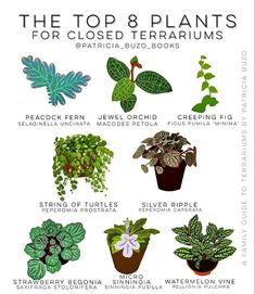 the top 8 plants for closed terrariums