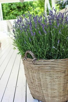 lavender plants in a wicker basket on a deck