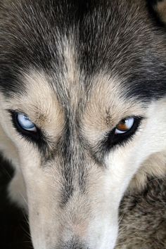 a husky dog with blue eyes looking at the camera