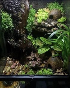 an aquarium with plants and rocks in it