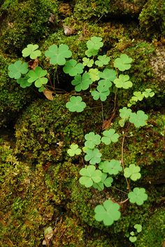 small green plants growing out of the moss