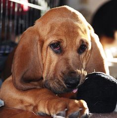 a brown dog laying on top of a wooden floor next to a black and white photo