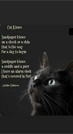 a black cat looking up at the sky with a caption below it that reads,'cat kisses sandpaper kisses on a check or chin that is the way for a day to begin