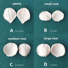 four different types of seashells are shown on a green surface with white writing