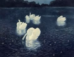 several white swans floating on top of a body of water