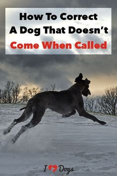 a dog running in the snow with text overlay that reads how to correct a dog that doesn't come when called