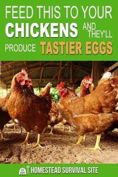 there are many chickens and they'll produce tastier eggs for the farm