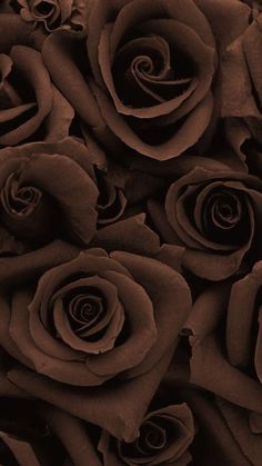 a bunch of roses that are brown in color