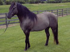 a brown horse standing on top of a lush green field next to a wooden fence