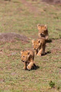 three young lion cubs running in the grass