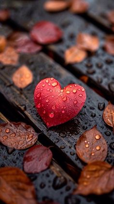 a red heart shaped object sitting on top of a wooden bench covered in raindrops