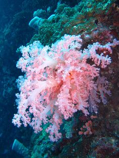 an underwater view of some corals and other marine life