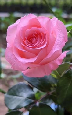 a pink rose is blooming in the garden