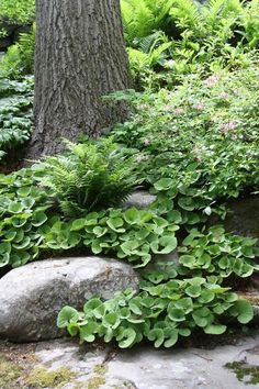 some rocks and plants near a tree in the woods