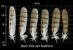 four feathers are shown in different sizes and colors, along with the length of each feather