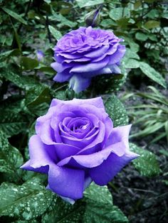 two purple roses with green leaves in the background