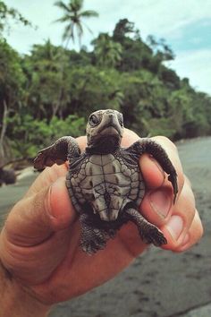 a person holding a small turtle in their hand on the beach with trees in the background