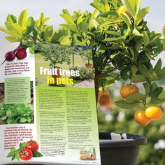 an open magazine about fruit trees in pots