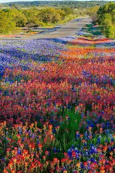 a field full of colorful flowers next to a dirt road with trees in the background