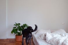 a black cat standing on top of a white bed next to a potted plant