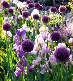 Garden design ideas layout backyard landscaping flower beds
Top garden decor landscaping ideas home outdoor plants Allium Garden, Vintage Decorating Ideas, Greens Garden, Garden Fairy Costume, Garden River, Allium Flowers, Rustic Garden Ideas, Front Lawn Landscaping, River Rock Garden