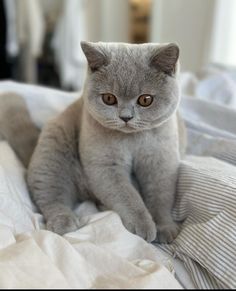 a gray cat sitting on top of a bed