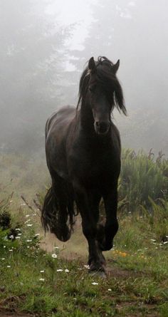 a black horse running in the foggy field