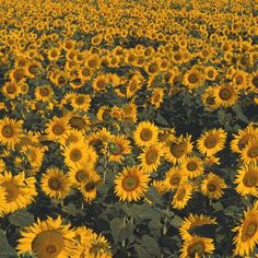 a large field full of sunflowers in the middle of it's blooming season