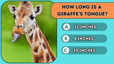 a giraffe's tongue is shown with the words how long is a giraffe's tongue?