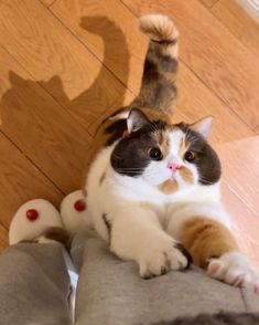 a cat laying on the floor with its paw up to someone's leg and feet