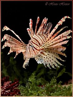 a close up of a fish in the water with plants behind it and dark background