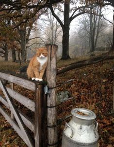 an orange and white cat sitting on top of a wooden fence in front of trees