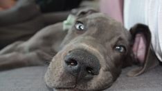 a close up of a dog laying on a couch with it's eyes open