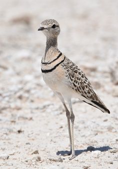 a small bird standing on top of a sandy beach