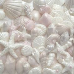 sea shells and starfish are grouped together