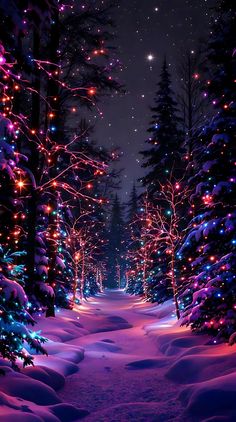 a snowy path with christmas lights in the trees