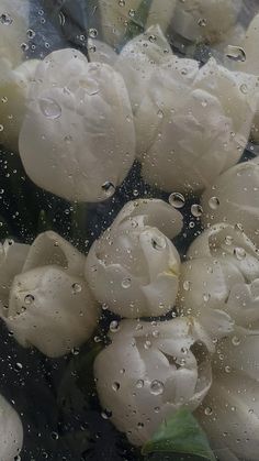 some white flowers with water droplets on them