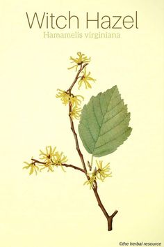 the front cover of witch hazel