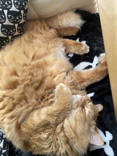 an orange cat laying on top of a black and white blanket