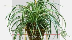 a spider plant in a pot on a table