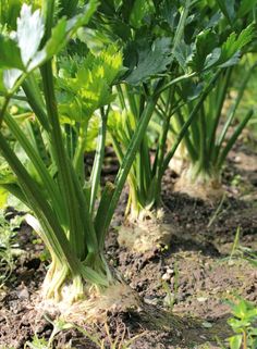 some very pretty green plants growing in the dirt