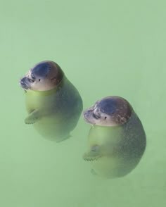 two sea lions are swimming in the water