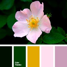 a pink flower with green leaves in the background and color swatches on each side