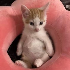 an orange and white kitten sitting in a pink cat bed