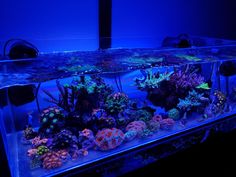 an aquarium filled with lots of different types of corals and algae in blue light