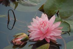 a pink flower sitting on top of a pond filled with water lilies and leaves