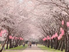 people walk down a path lined with cherry blossom trees and pink lanterns in the shape of hearts