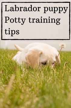 a puppy chewing on a dandelion with the caption labrador puppy potty training tips