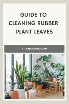 Guide for cleaning rubber plant leaves with various indoor plants displayed.