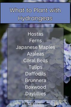 blue flowers with the words what to plant with hydrangeas